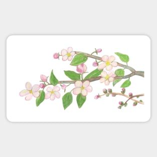 Blossoming Apple Tree Branch Illustration Magnet